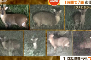 韓国人「日本でキョンが大量発生しているらしいぞ…ﾌﾞﾙﾌﾞﾙ」
