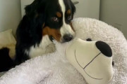ぬいぐるみが大好きな犬、おばあさんに巨大テディベアをもらい嬉しさが止まらない