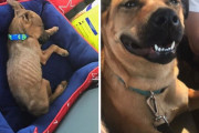 外国人「保護した捨て犬達がどれだけ元気になったか報告していく！」