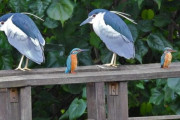 外国人「現実で増殖バグが起きてる動物を集めてみたｗｗｗｗ」