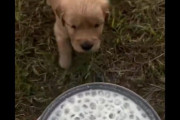 「子犬にご飯を与えようとしたら…指示が悪かったのか期待と違う結果になった」