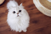 【海外】cuddlyな猫8選：愛情たっぷりのペットオーナー必見！