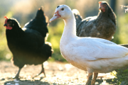 【海外】中国でH3N8鳥インフルエンザが初めて人に感染！あなたの健康に影響は？