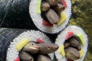 海外「これを考えた人は表彰ものだろ」日本の水族館が展示するアナゴの恵方巻水槽を見た海外の反応