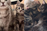 【海外】家族が子猫を引き取った後、母猫も迎えに行く感動の再会ストーリー