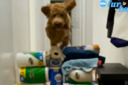 ラブラドゥードルのトイレットペーパー・ジャンプチャレンジ。愛犬の見事なジャンプに飼い主さんもビックリ