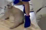「猫の友情と犬の愛情が同時に確認できるとき…」信じられないハプニングの連鎖