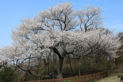 韓国紙「"日本のサクラを抜き、済州の王桜を植樹する" 運動始まる」韓国の反応