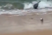 待て待て俺の魚だ！釣りをしていると魚のついでについてきたのは・・・。海外の反応