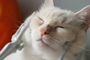 スケルトンの手にほっぺたをマッサージされて「極楽ニャ～♡」な白猫ちゃん