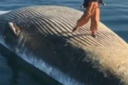 海外「クジラの死骸の上で踊ってみた！」　←これどう思うよ？海外の反応
