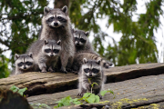 【海外】アライグマの集まりにはどんな名前がついている？意外な響きに驚き！