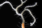 外国人「日本の海底で見つかった新種生物、キングギドラと名付けられる」