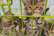 【海外】「面白すぎる！猫たちをかごに戻そうと奮闘するショップ店員の迷惑動画」