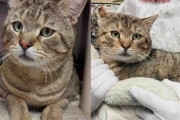 【海外】「キッチンキャビネットが大好きな保護猫、みんなの心をつかもうと奮闘中！」