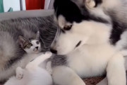 拾われて暫くは先住犬ハスキーが怖かった子猫、今ではハスキーを快適ベッドにして寝転がるまでに！