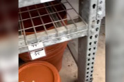 【海外】「ホームデポの店員が驚愕！花鉢に住む小さな家族を発見」