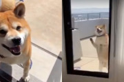 部屋の中に入れて欲しい柴犬が、窓の外から必死でアピールするカワイイ映像