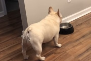 ''ぽっちゃり''してきたので食事制限中のワンコ、空のお皿を見ながら硬直、絶望している様子が可愛いと話題に！