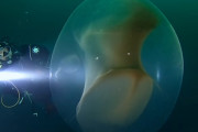ノルウェー沖でジェル状の膜に覆われたイカの卵をダイバーが偶然発見、その大きさがヤバい