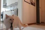自宅待機で常に一緒だったが、30分用事で外出。猫の行動がせつなすぎて泣けてきた（スウェーデン）