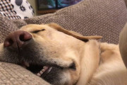 口は半開き…顔面ぴくぴく…大いびきで熟睡する犬の動画