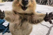外国人「無料のセラピーになる動物の癒やされる写真を集めてみたｗｗｗ」