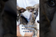 海外視聴者「今後は…」日本で犬猫たちが〇〇〇されている事情とは…？短い解説動画に反響