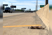 【海外】交通量の多い高速道路で見つけた「死んだ猫」が実は生きていた！驚きの瞬間とは？