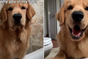「ボクもお風呂に入りたい」飼主さんの入浴中に手を伸ばしてくるゴールデン・レトリバーが可愛すぎる！