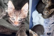 【海外】「外で見つけた子猫とその3匹の子猫たち。手紙を手にしたスタッフが目撃した、感動の奇跡とは？」