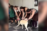 【海外】「見逃された保護犬、さよならパーティーの真実に気づき感動の大絶叫！」