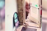 【海外】「カフェに放り込まれた猫の瞬間を捉えたカメラ！見捨てられた猫がどうなったのか？」