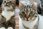 【海外】「迷い猫を家族に迎え入れたら、もう一匹の猫との心温まる友情が始まった！」