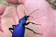 外国人「俺達が出会った美しすぎる世界の昆虫を見せていく！」