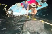 網にかかったジンベエザメを助けるため、その日の獲物を全て失う覚悟で救出した漁師たち