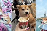 フランス人「柴犬を飼ってる世界のみんな、どんな名前にしたか教えて！」