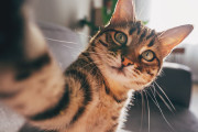 【海外】猫は色が見えない？その真実を知れば驚きが！