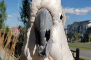 どこで覚えてきたのかな？日光浴をしながら嬉しそうにニワトリの声を真似るオウムのマックスくん