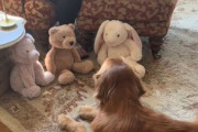 怪我した犬を元気づけるため3つのぬいぐるみを用意したおばあさん。選ぶ姿がかわいすぎる