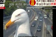 「渋滞監視はワイにまかせろ！」鋭い眼光で渋滞を監視するカモメが話題