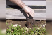 【海外】小さな赤ちゃん2人を小屋の下から救出！その後に明らかになった驚きの真実とは？