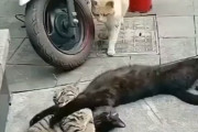 黒猫「何だ何だ？ハッ!?後ろ!？」 人のような振舞をする3匹の猫達が面白い