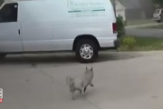危機一髪！火事の家からすすを被った状態のワンちゃんが脱出！（アメリカ）
