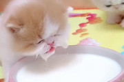 顔をビショビショに濡らしながらミルクを飲む子猫ちゃん達が可愛すぎる！