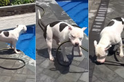 新鮮な水を得るために、プールからホースを引っ張り出す天才ピットブル犬！