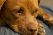 父親が亡くなり飼い犬が保護施設に。遠路はるばる駆け付け犬を引き取った息子