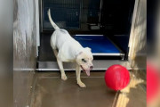 【海外】「ひとりぼっちの犬、シェルターでの孤独なバックフリーレトリーブの毎日」