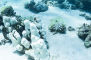 【海外】世界一美しいサンゴ礁が大脱色！海の色がヤバすぎる件ｗｗｗ