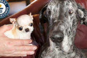 【海外】世界一背の高い犬と世界一背の低い犬が初対面！あなたも驚く友情の瞬間をチェック！